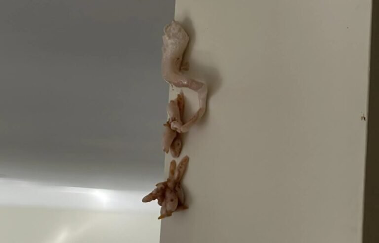 I noticed this pinkish mass on my wall this morning and immediately called the landlord: I was horrified when I realized what it was.