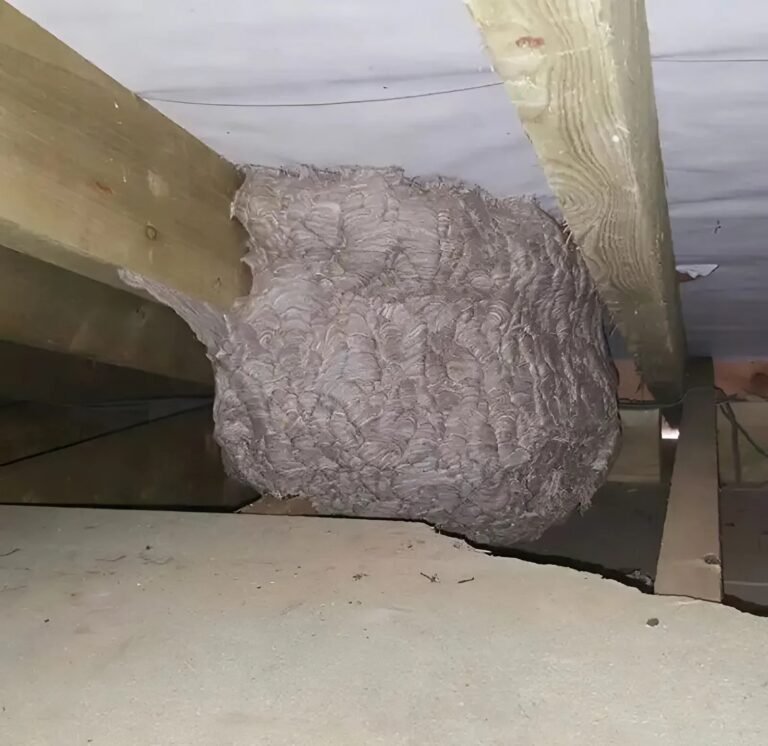 😵 😵 A man, thinking he had found a “hornet’s nest” in his attic, was struck with panic when he discovered what was really inside… 😵 👇 See the first comment. 👇 👇 👇