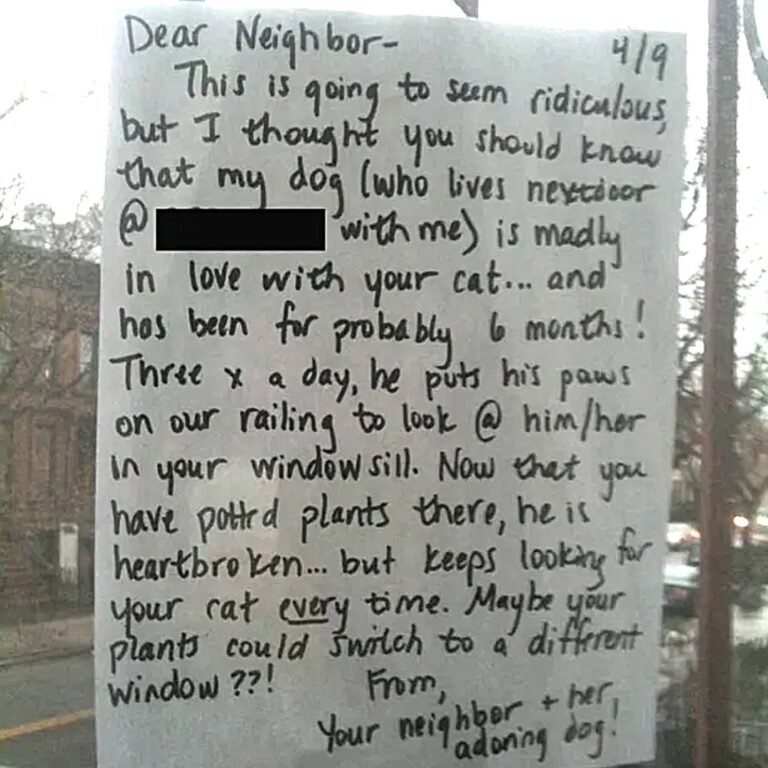 Adorable! Dog Falls In Love With Cat And Watches Out The Window Every Day.