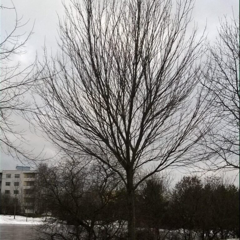 He was just filming a tree, but at 0:18, something happened that he will remember for a long time. Watch the surprising moment captured on camera in the comments Viral Video