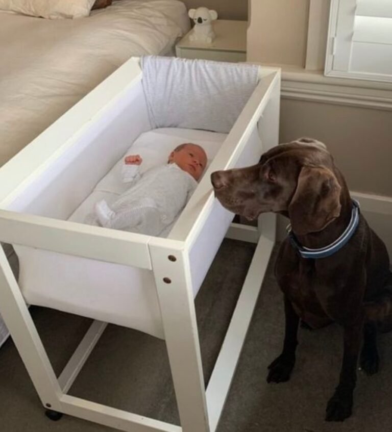 They caught their newly adopted stray dog biting from their newborn baby’s crib in the middle of the night. When they looked more closely at the baby and saw what the dog did, they began to cry: -> check the comments