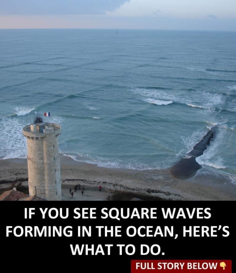 Here’s What To Do If You See Square Waves Forming In The Ocean