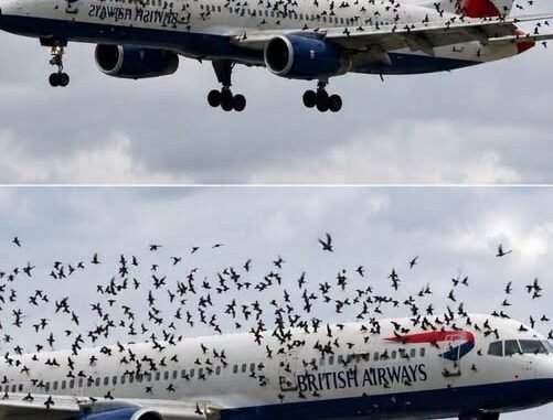 Short Story: Birds Surround a Plane’s Cargo Hold After an Emergency Landing